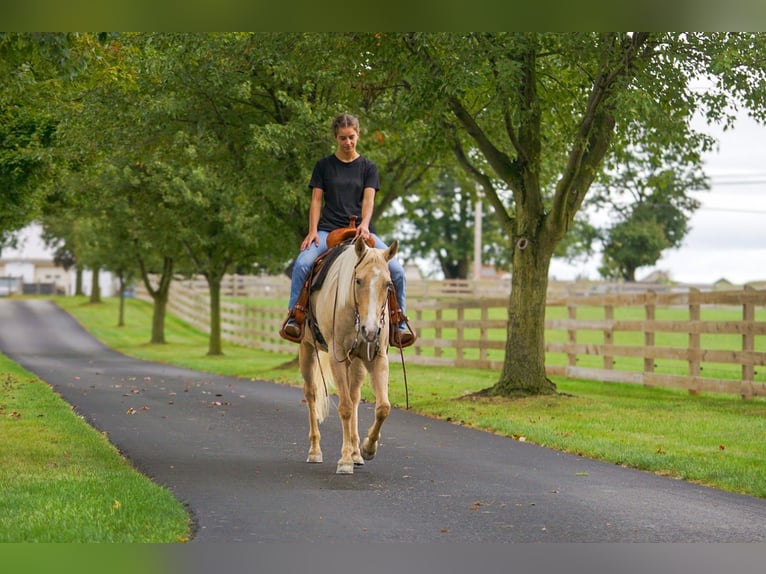 American Quarter Horse Klacz 8 lat 147 cm Izabelowata in Gordonville