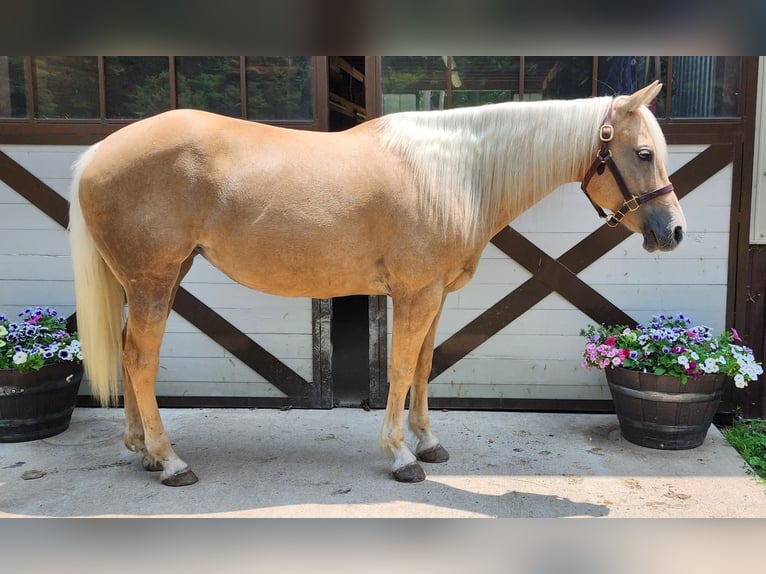 American Quarter Horse Klacz 8 lat 147 cm Izabelowata in Buffalo Mills, PA