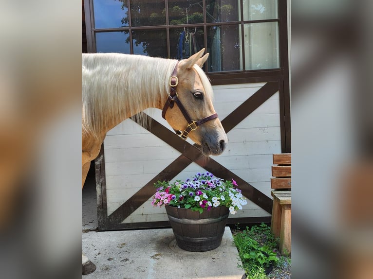American Quarter Horse Klacz 8 lat 147 cm Izabelowata in Buffalo Mills, PA