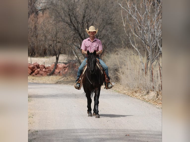 American Quarter Horse Klacz 8 lat 147 cm Kara in Camp Verrde AZ
