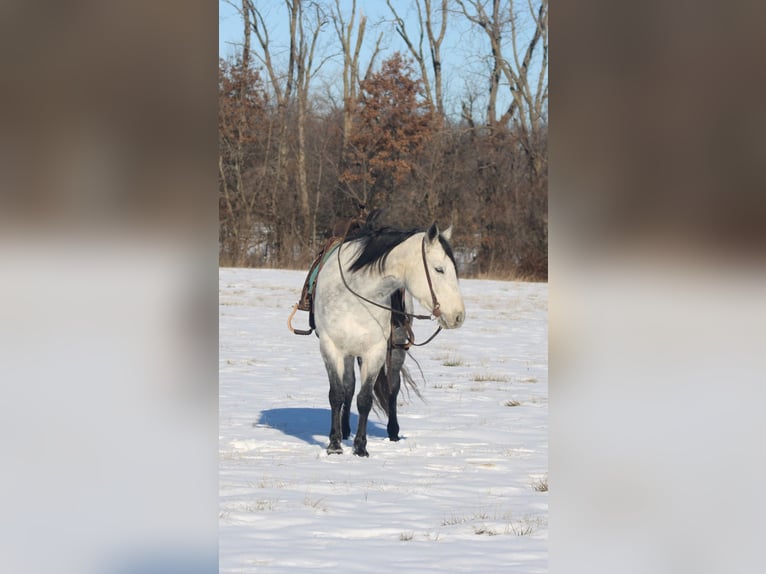 American Quarter Horse Klacz 8 lat 147 cm Siwa in Brownstown, IL