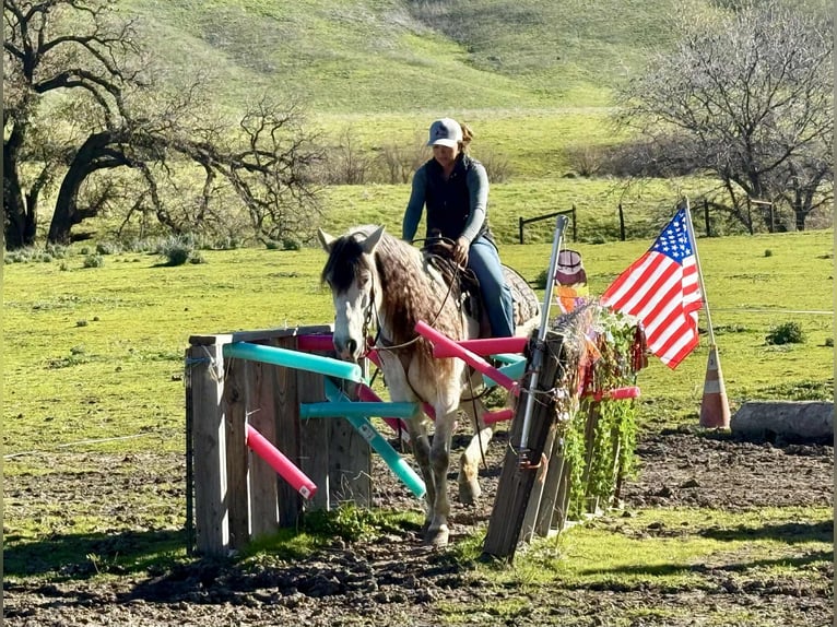 American Quarter Horse Klacz 8 lat 147 cm Siwa in Bitterwater CA