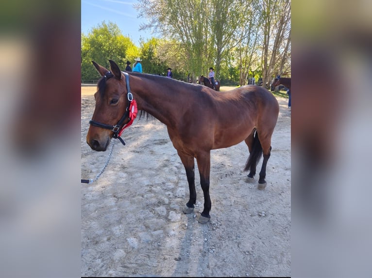 American Quarter Horse Klacz 8 lat 148 cm Gniada in Görlitz
