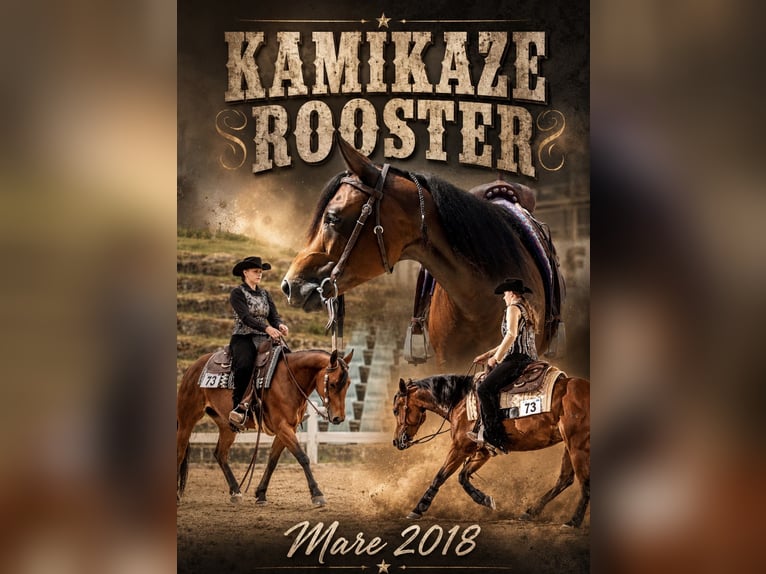American Quarter Horse Klacz 8 lat 148 cm Gniada in Neukirchen an der Enknach