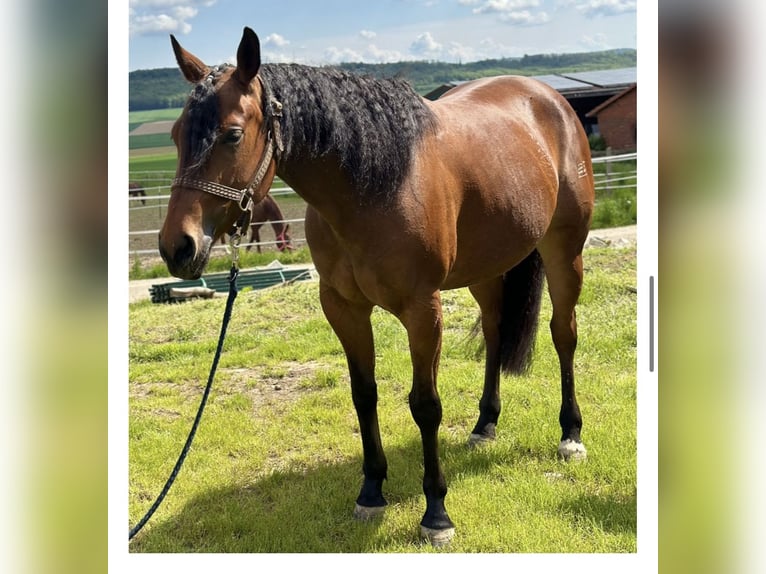 American Quarter Horse Klacz 8 lat 148 cm Gniada in Neukirchen an der Enknach