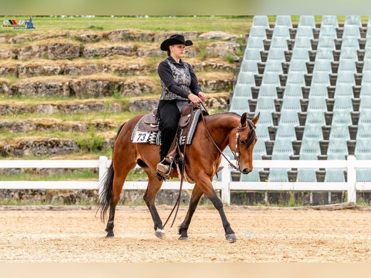 American Quarter Horse Klacz 8 lat 148 cm Gniada in Neukirchen an der Enknach