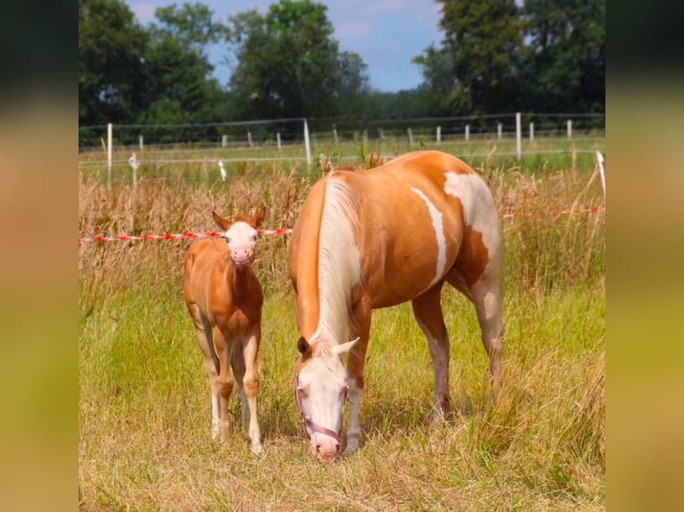 American Quarter Horse Klacz 8 lat 148 cm Izabelowata in Haren