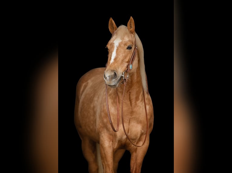 American Quarter Horse Klacz 8 lat 148 cm Izabelowata in Rottum