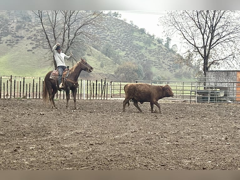 American Quarter Horse Klacz 8 lat 150 cm Ciemnokasztanowata in Paicines CA