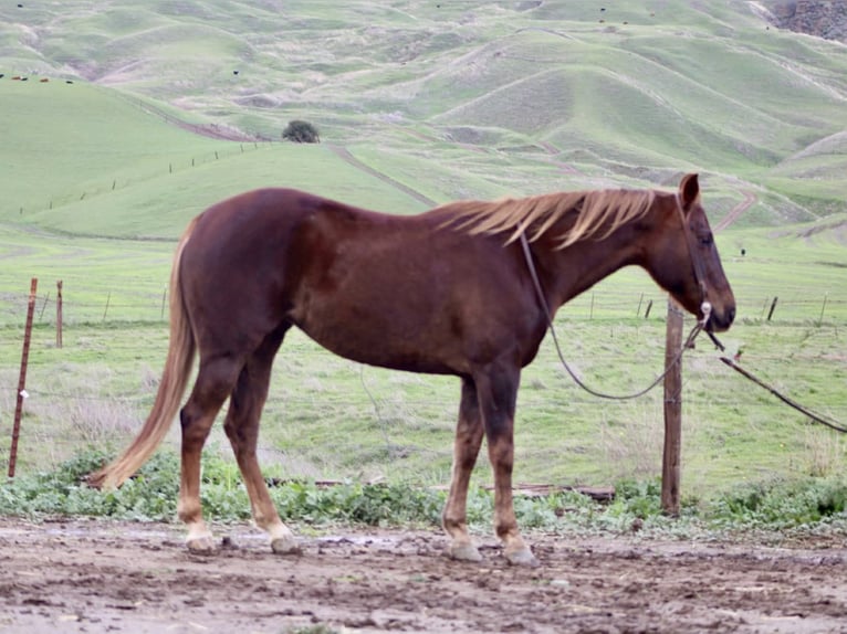 American Quarter Horse Klacz 8 lat 150 cm Ciemnokasztanowata in Paicines CA