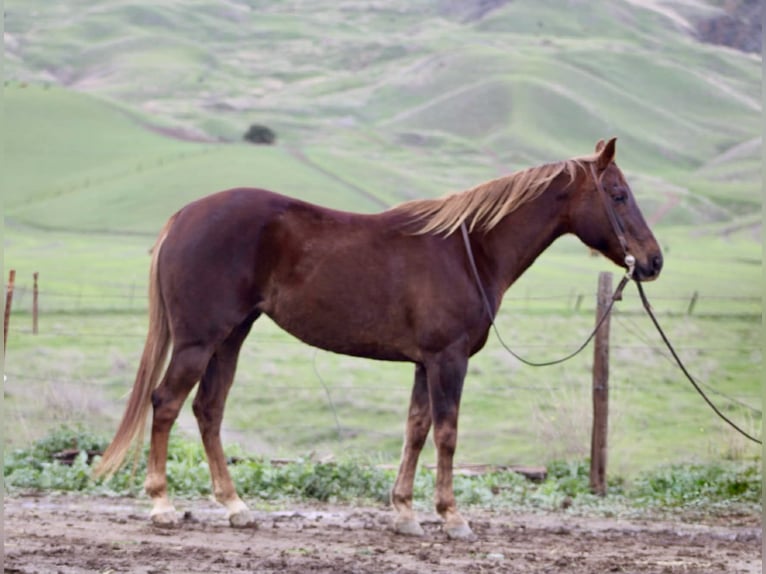 American Quarter Horse Klacz 8 lat 150 cm Ciemnokasztanowata in Paicines CA