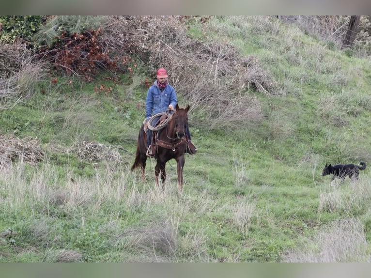 American Quarter Horse Klacz 8 lat 150 cm Ciemnokasztanowata in Paicines CA