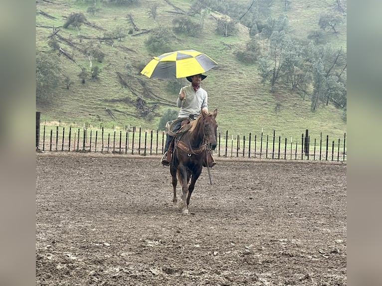 American Quarter Horse Klacz 8 lat 150 cm Ciemnokasztanowata in Paicines CA