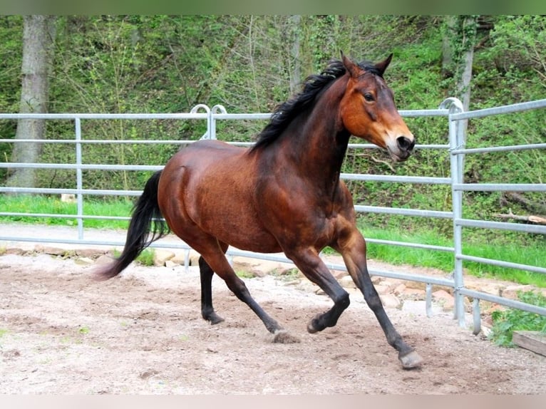 American Quarter Horse Klacz 8 lat 150 cm Gniada in Hundsbach