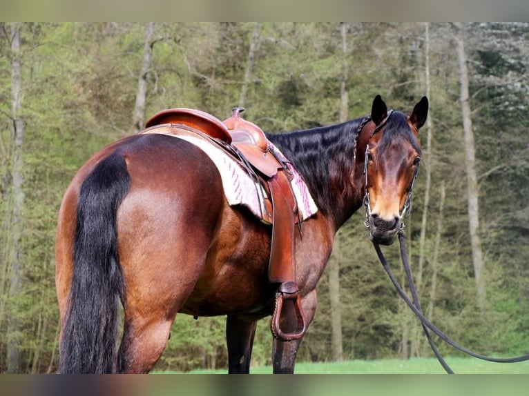 American Quarter Horse Klacz 8 lat 150 cm Gniada in Hundsbach