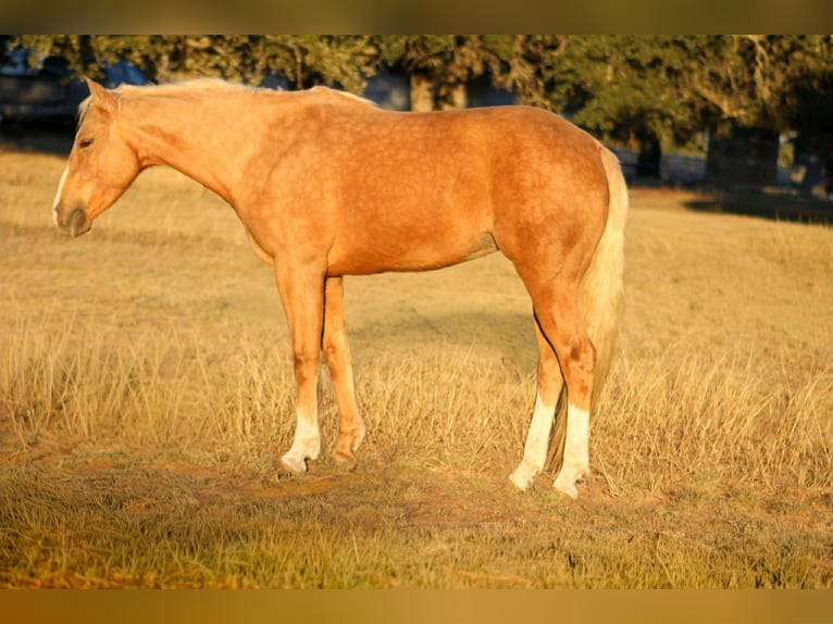 American Quarter Horse Klacz 8 lat 150 cm Izabelowata in Poolville TX