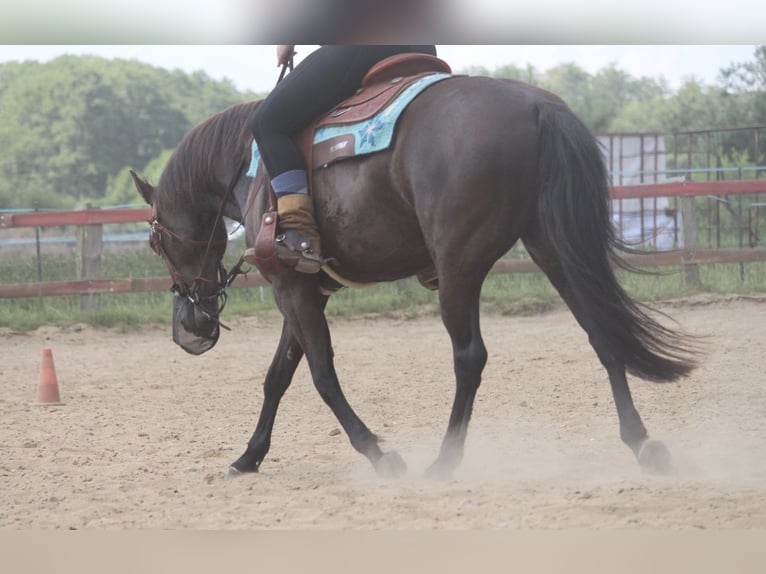 American Quarter Horse Klacz 8 lat 150 cm Jelenia in Bleckede