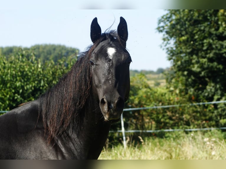 American Quarter Horse Klacz 8 lat 150 cm Kara in Warburg