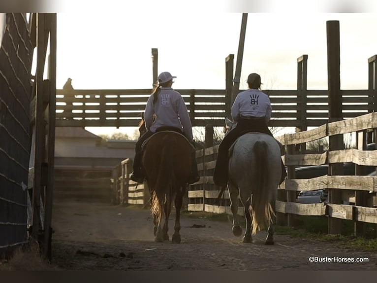 American Quarter Horse Klacz 8 lat 150 cm Siwa in Weatherford TX