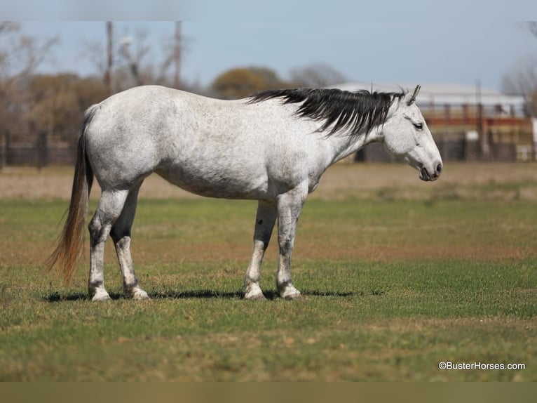 American Quarter Horse Klacz 8 lat 150 cm Siwa in Weatherford TX