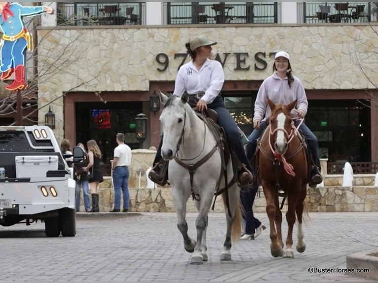 American Quarter Horse Klacz 8 lat 150 cm Siwa in Weatherford TX