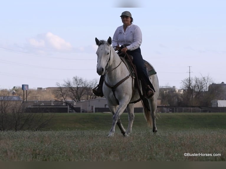 American Quarter Horse Klacz 8 lat 150 cm Siwa in Weatherford TX