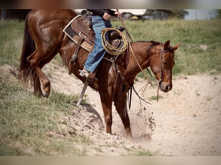 American Quarter Horse Klacz 8 lat 152 cm Ciemnokasztanowata in Weatherford, TX