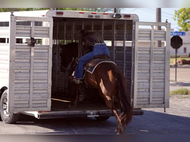American Quarter Horse Klacz 8 lat 152 cm Ciemnokasztanowata in Weatherford, TX