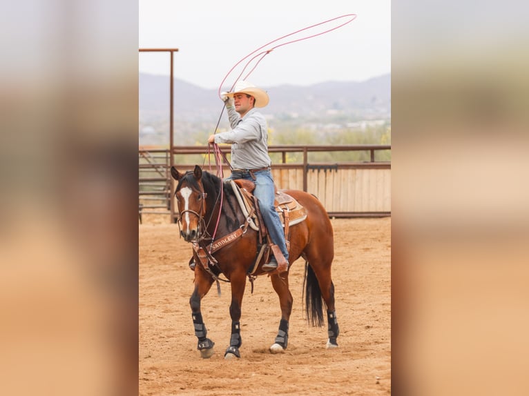 American Quarter Horse Klacz 8 lat 152 cm Gniada in Wickenburg