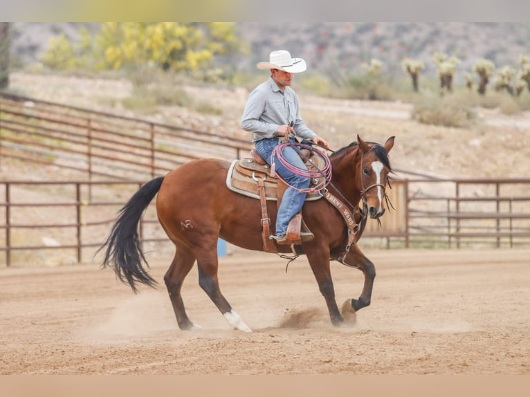 American Quarter Horse Klacz 8 lat 152 cm Gniada in Wickenburg