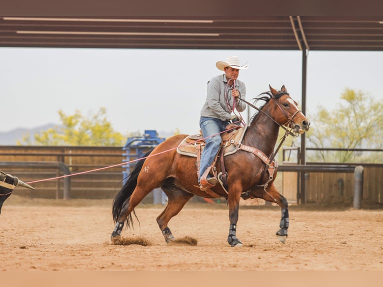 American Quarter Horse Klacz 8 lat 152 cm Gniada in Wickenburg