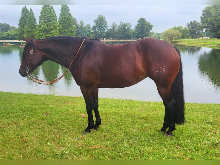 American Quarter Horse Klacz 8 lat 152 cm Gniada in Robards, KY