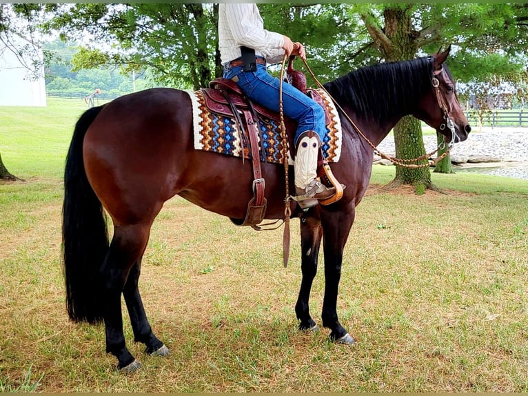 American Quarter Horse Klacz 8 lat 152 cm Gniada in Robards, KY