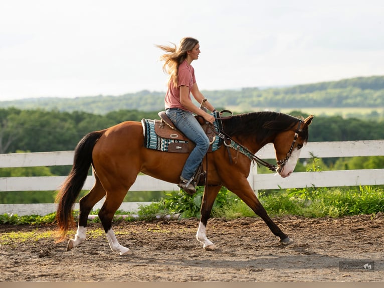 American Quarter Horse Klacz 8 lat 152 cm Gniada in Paxinos, PA