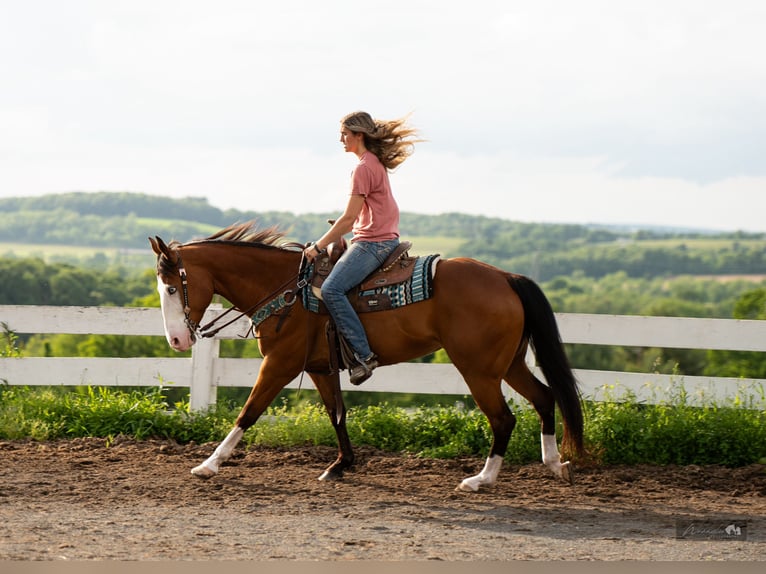 American Quarter Horse Klacz 8 lat 152 cm Gniada in Paxinos, PA