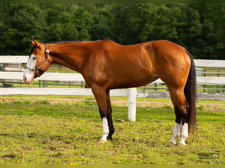 American Quarter Horse Klacz 8 lat 152 cm Gniada in Paxinos, PA