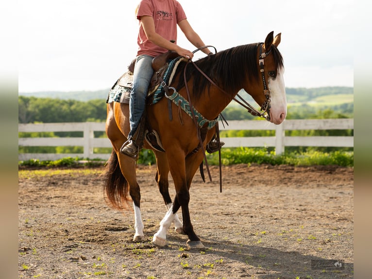 American Quarter Horse Klacz 8 lat 152 cm Gniada in Paxinos, PA