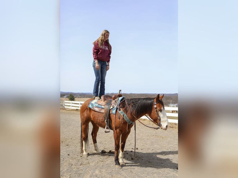 American Quarter Horse Klacz 8 lat 152 cm Gniada in Paxinos, PA
