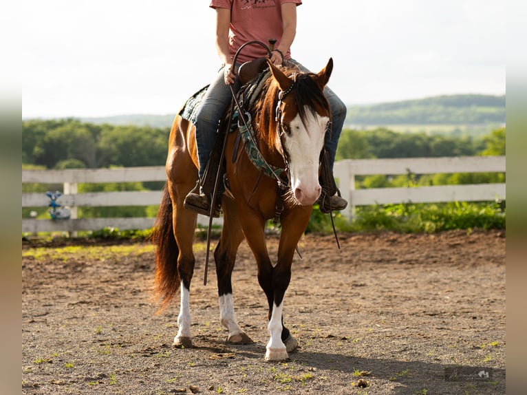 American Quarter Horse Klacz 8 lat 152 cm Gniada in Paxinos, PA