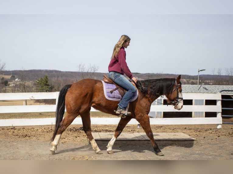 American Quarter Horse Klacz 8 lat 152 cm Gniada in Paxinos, PA