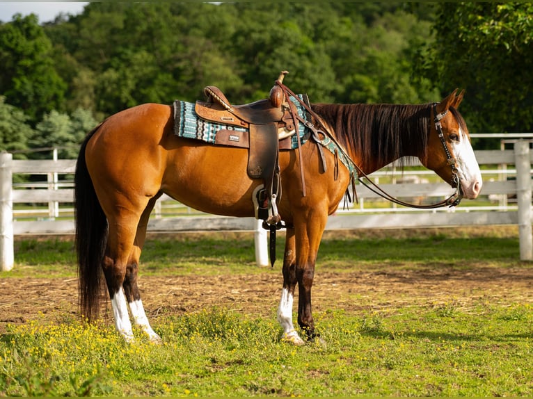 American Quarter Horse Klacz 8 lat 152 cm Gniada in Paxinos, PA