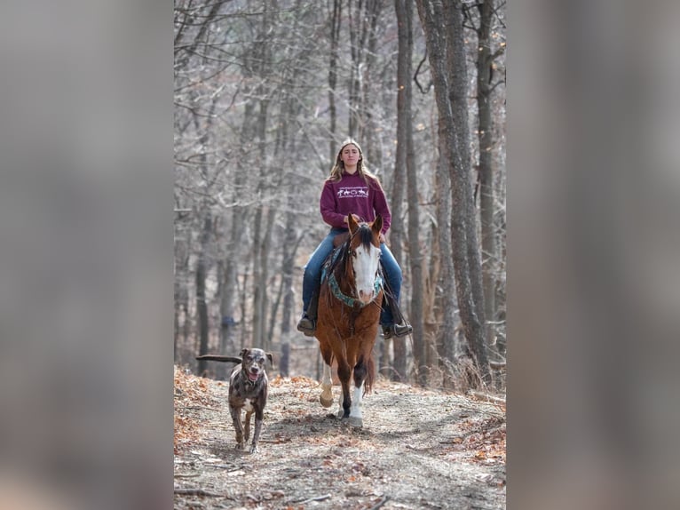 American Quarter Horse Klacz 8 lat 152 cm Gniada in Paxinos, PA