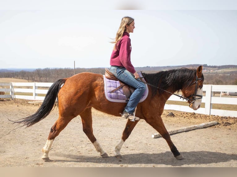 American Quarter Horse Klacz 8 lat 152 cm Gniada in Paxinos, PA