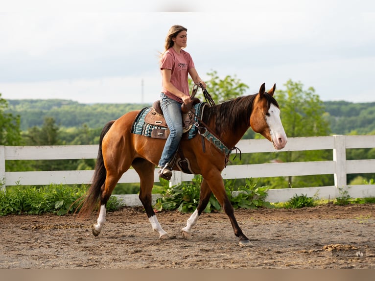 American Quarter Horse Klacz 8 lat 152 cm Gniada in Paxinos, PA