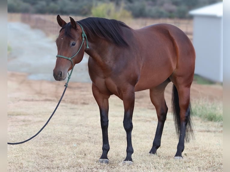 American Quarter Horse Klacz 8 lat 152 cm Gniada in Dewey, AZ