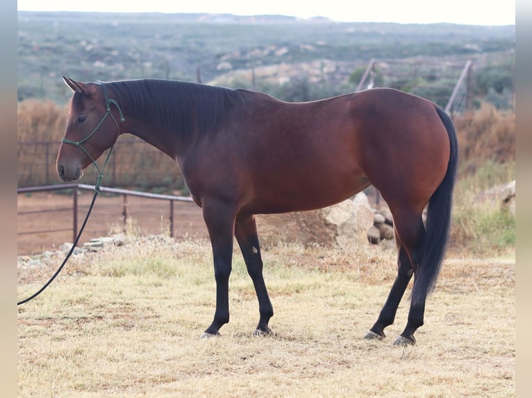 American Quarter Horse Klacz 8 lat 152 cm Gniada in Dewey, AZ