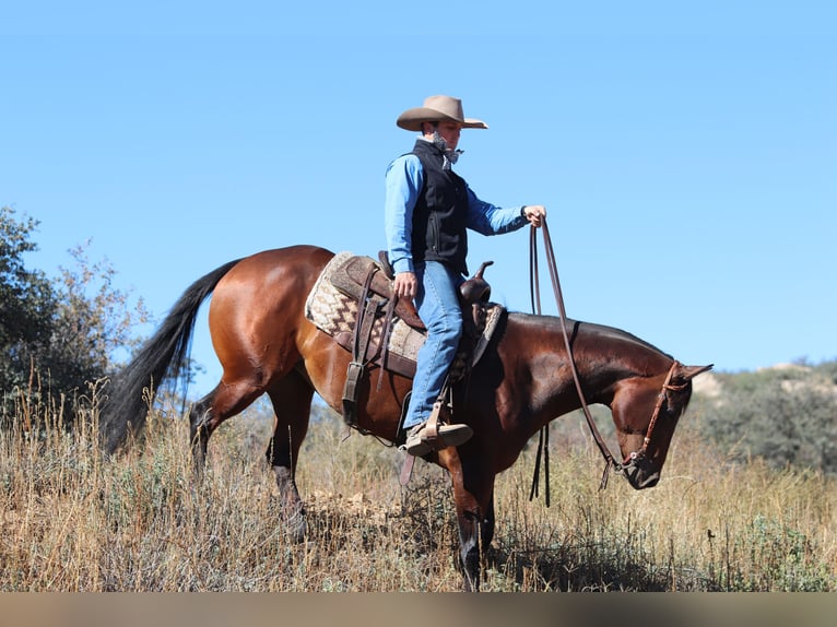 American Quarter Horse Klacz 8 lat 152 cm Gniada in Dewey, AZ