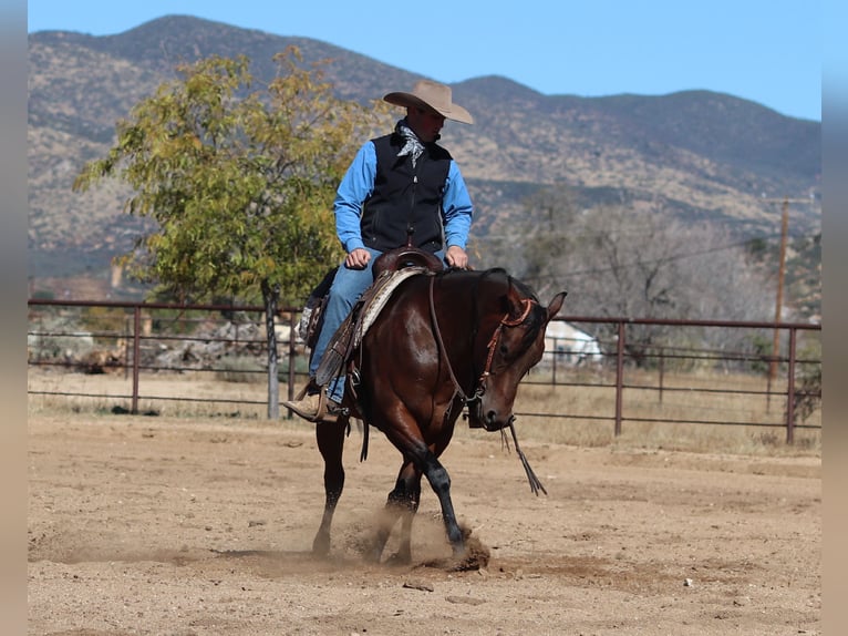 American Quarter Horse Klacz 8 lat 152 cm Gniada in Dewey, AZ