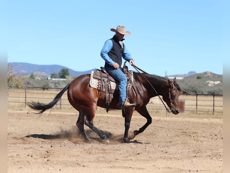 American Quarter Horse Klacz 8 lat 152 cm Gniada in Dewey, AZ