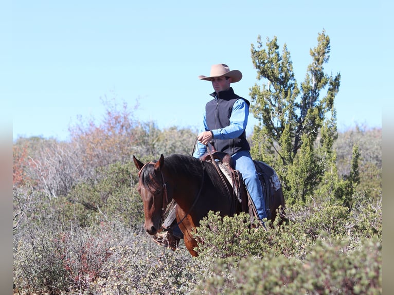American Quarter Horse Klacz 8 lat 152 cm Gniada in Dewey, AZ